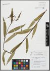 Foto von Salix alba L. x Salix fragilis L.